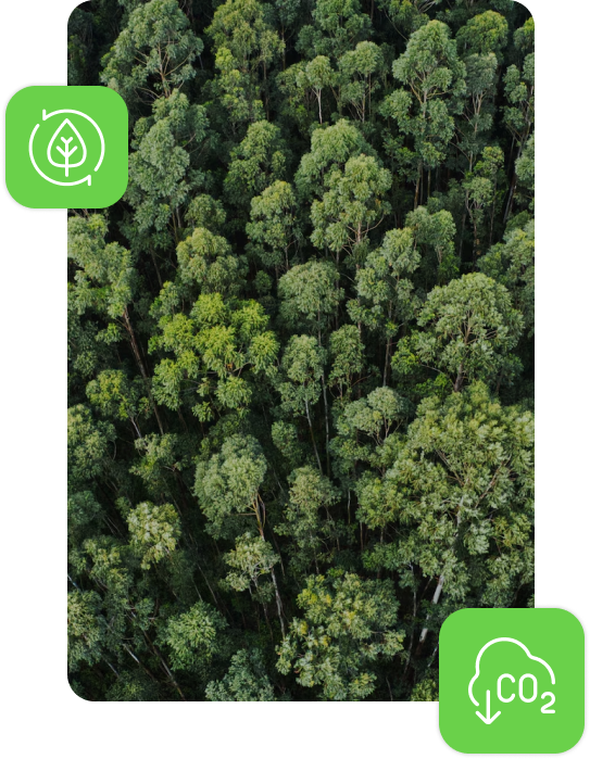 panoramica foresta con alberi verdi